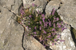 Caroux-Gorges