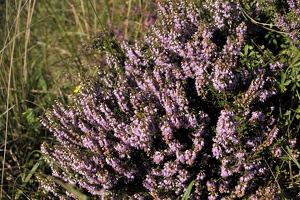  DSC3181
