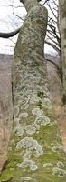  DSC5399 stich