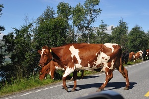 DSC 5091