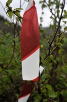  DSC5684
