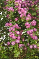  DSC5918 1