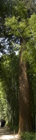  DSC9592 stich