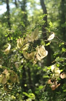  DSC1352
