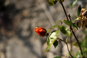  DSC1202