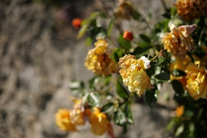  DSC1205