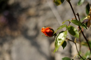  DSC1207