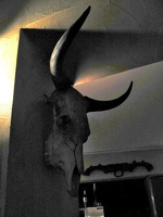crane de vache